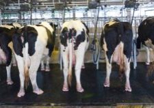 Banner melker Twente