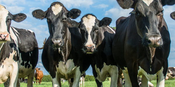Banner Melkveehouderij