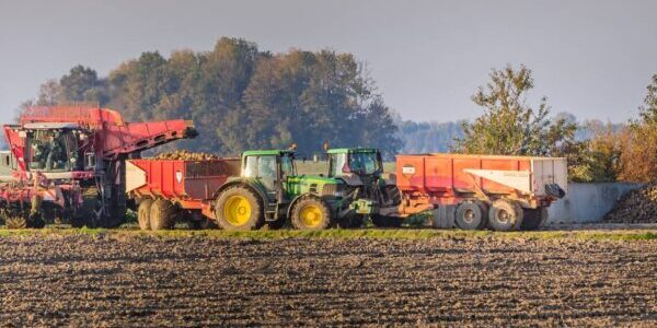 Roots Werkt Suikerbieten Roots Werkt Suikerbieten