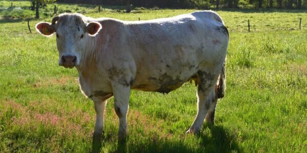 a-farm-in-the-middle-of-france-2025-10-16-04-36-06-utc kopie