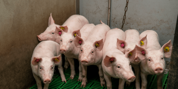varkens vacature